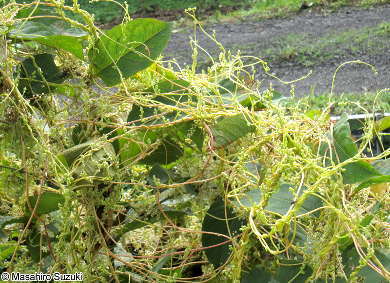 ネナシカズラ Cuscuta japonica