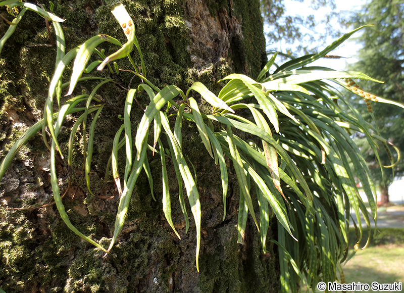 ノキシノブ Lepisorus thunbergianus
