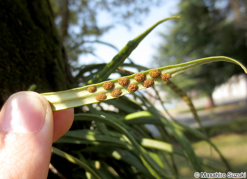 ノキシノブの胞子嚢