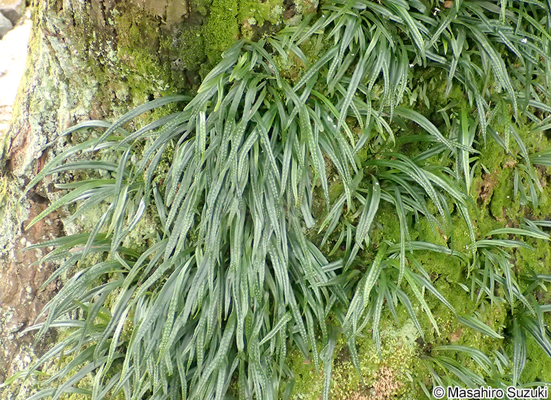 ノキシノブ Lepisorus thunbergianus