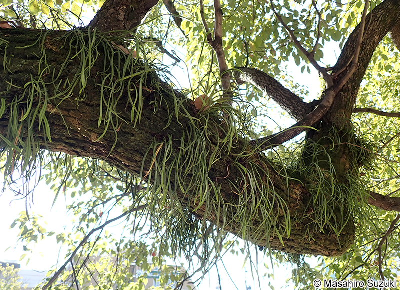 ノキシノブ Lepisorus thunbergianus