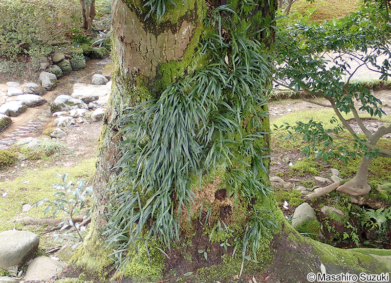 ノキシノブ Lepisorus thunbergianus