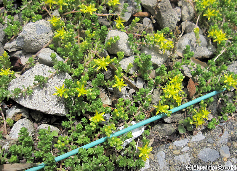 オカタイトゴメ Sedum japonicum var. pumilum