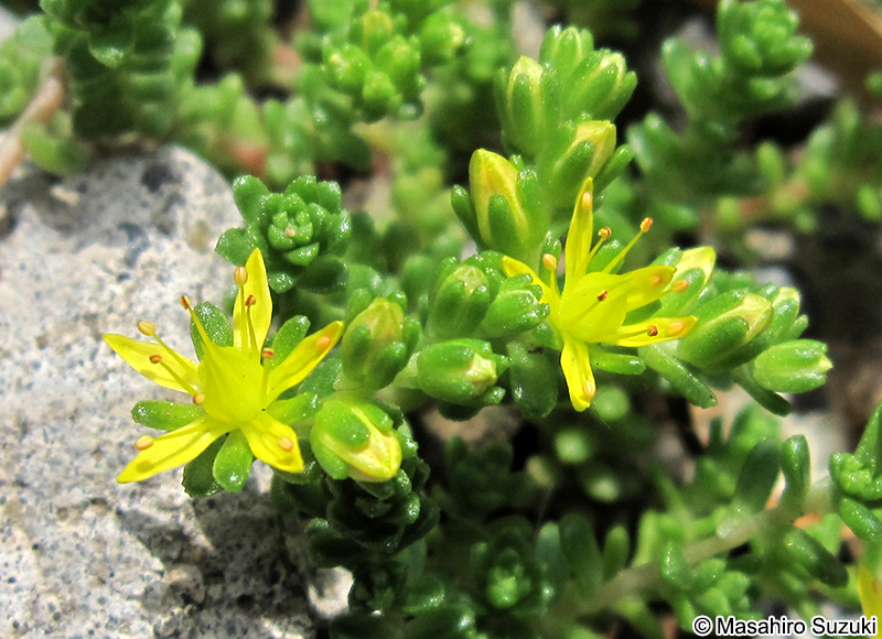 オカタイトゴメ Sedum japonicum var. pumilum