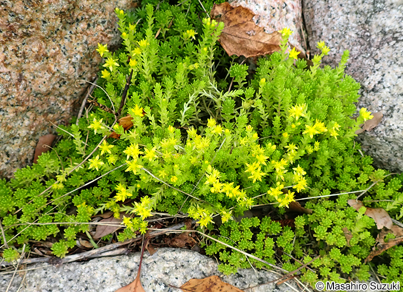 オカタイトゴメ Sedum japonicum var. pumilum