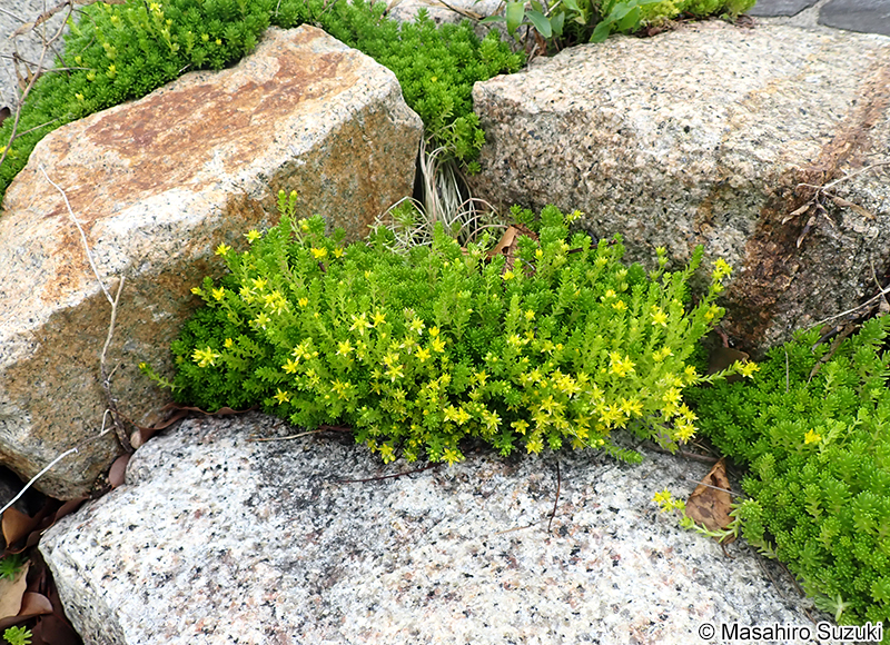 オカタイトゴメ Sedum japonicum var. pumilum