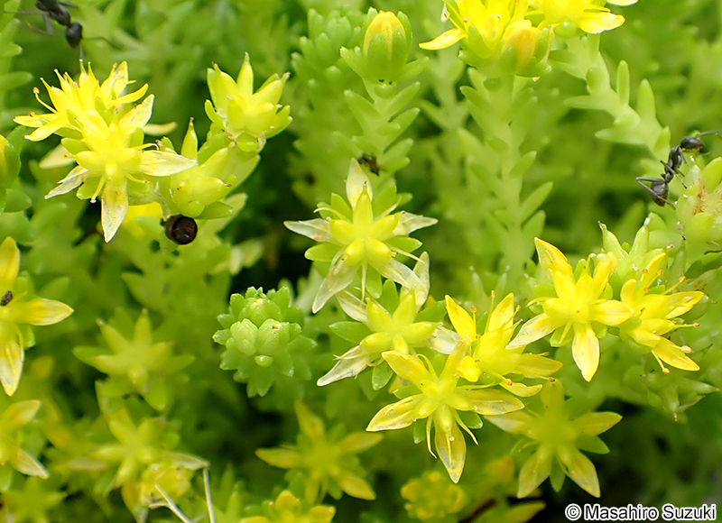 オカタイトゴメ Sedum japonicum var. pumilum