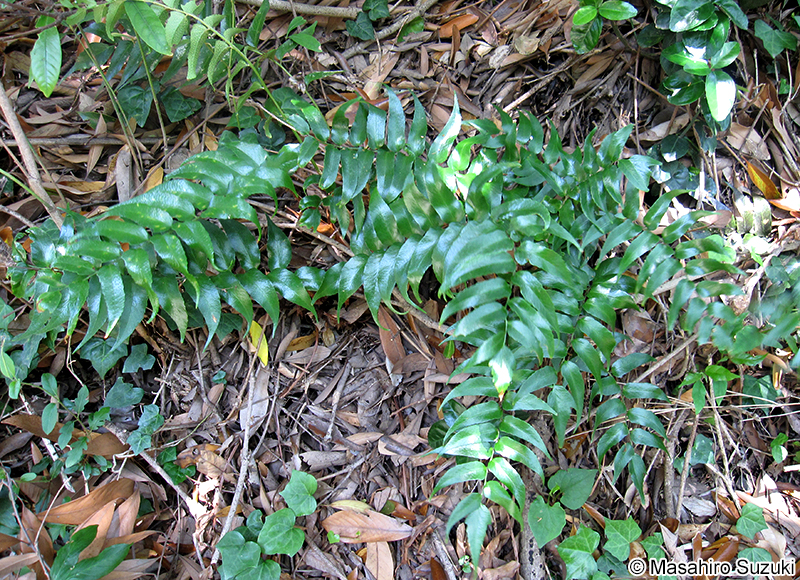 オニヤブソテツ Cyrtomium falcatum