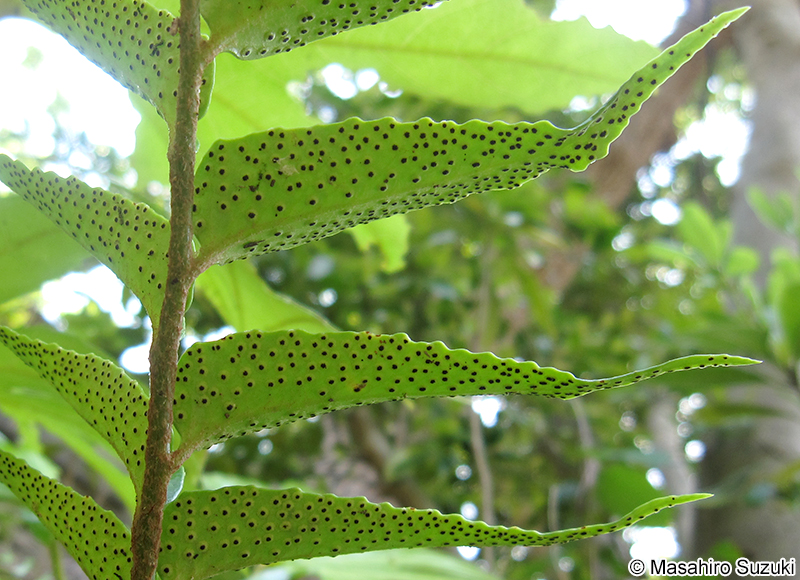オニヤブソテツ Cyrtomium falcatum
