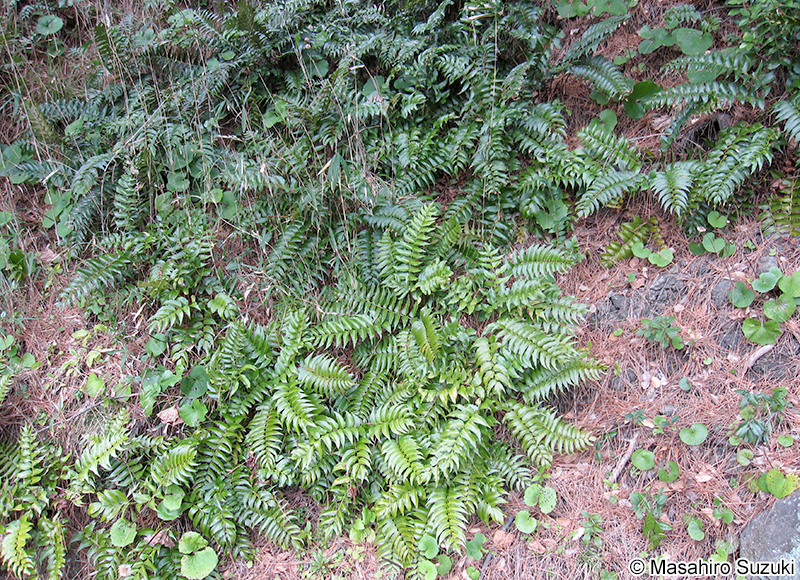 オニヤブソテツ Cyrtomium falcatum