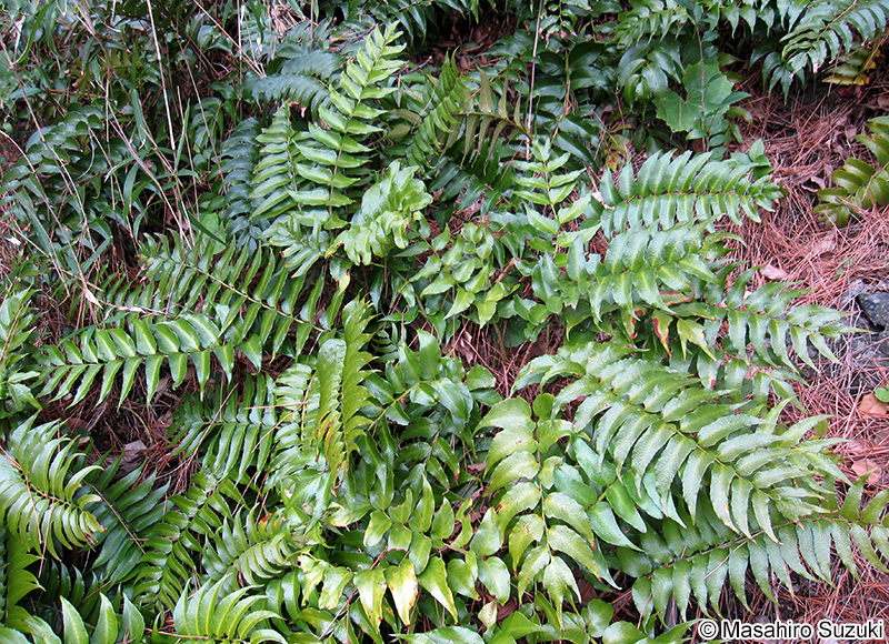 オニヤブソテツ Cyrtomium falcatum