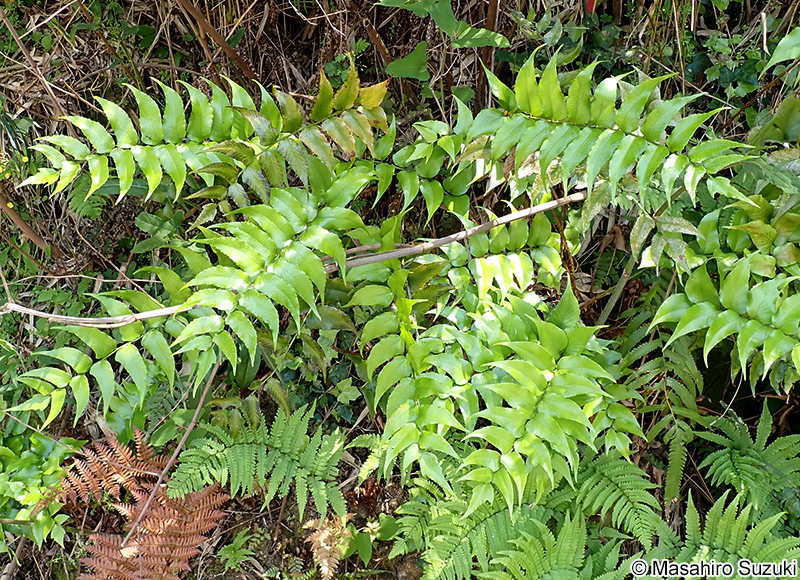 オニヤブソテツ Cyrtomium falcatum