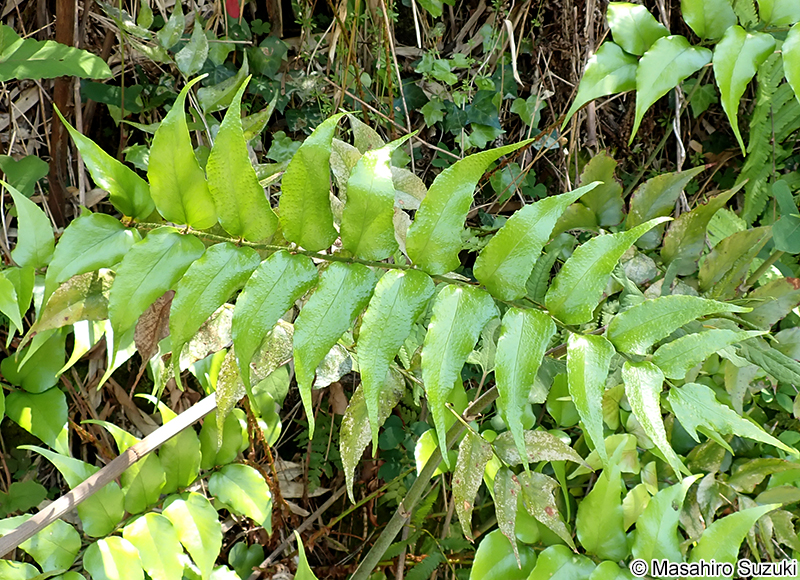 オニヤブソテツ Cyrtomium falcatum