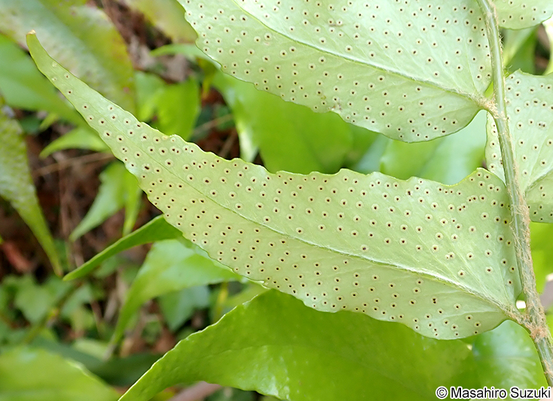 オニヤブソテツ Cyrtomium falcatum