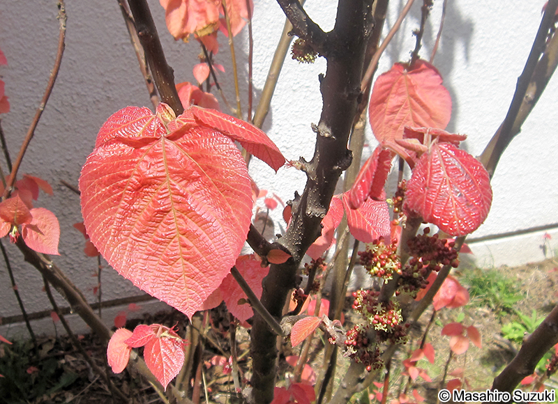 オオバベニガシワ Alchornea davidii