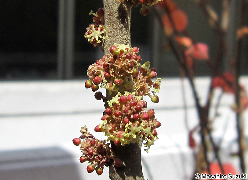 オオバベニガシワの花