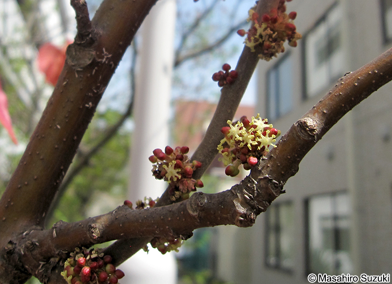 オオバベニガシワ Alchornea davidii