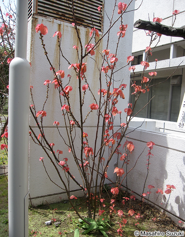 オオバベニガシワ Alchornea davidii