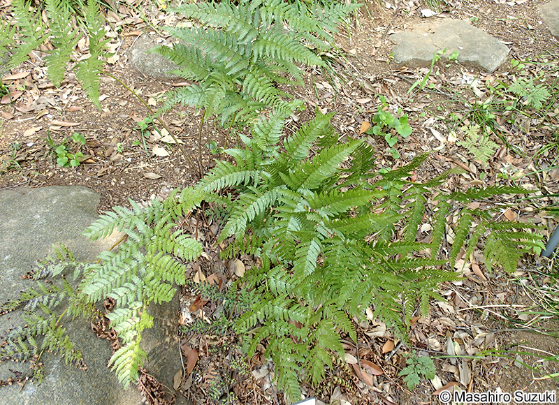 オオイタチシダ Dryopteris pacifica