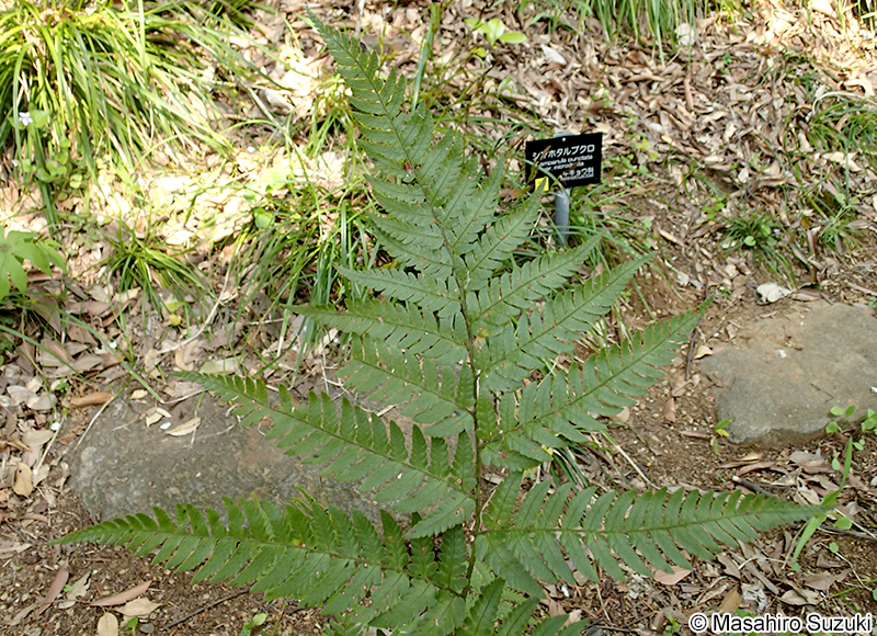 オオイタチシダ Dryopteris pacifica