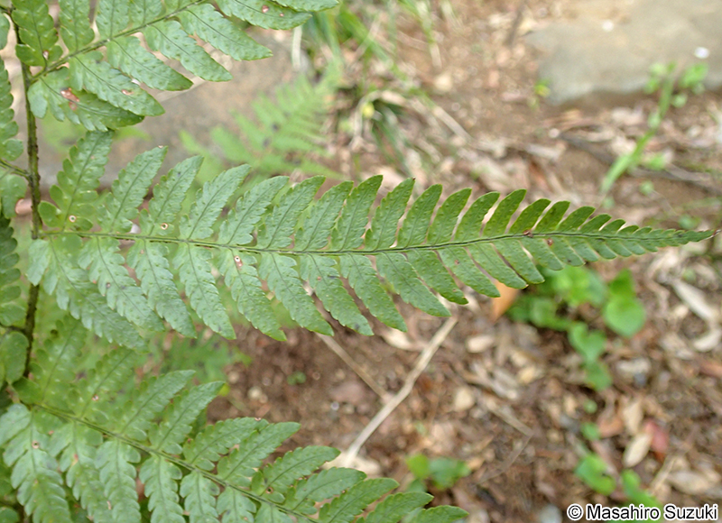 オオイタチシダ Dryopteris pacifica