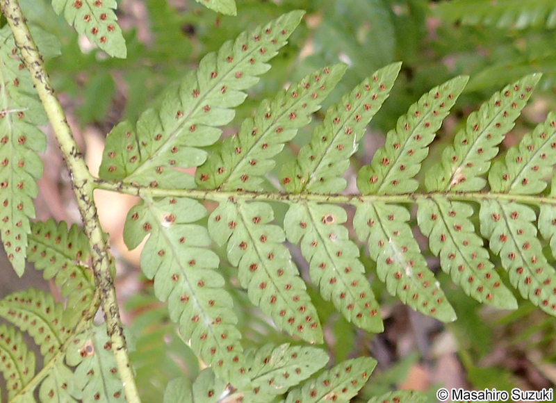 オオイタチシダ Dryopteris pacifica