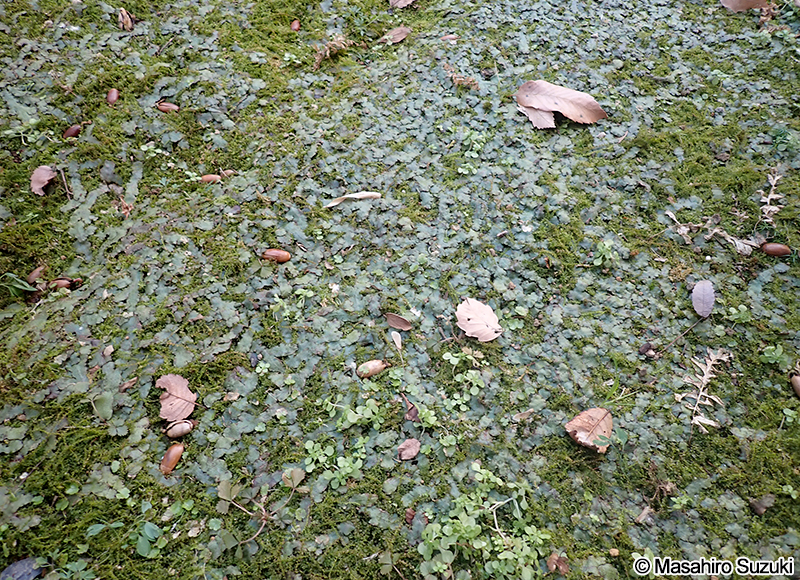 オオジャゴケ Conocephalum sp.