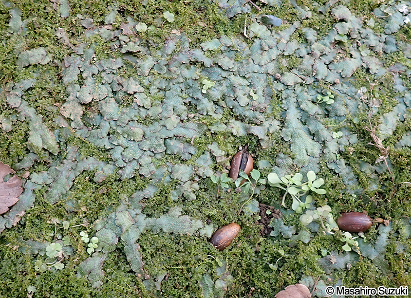 オオジャゴケ Conocephalum sp.