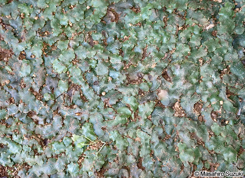 オオジャゴケ Conocephalum sp.