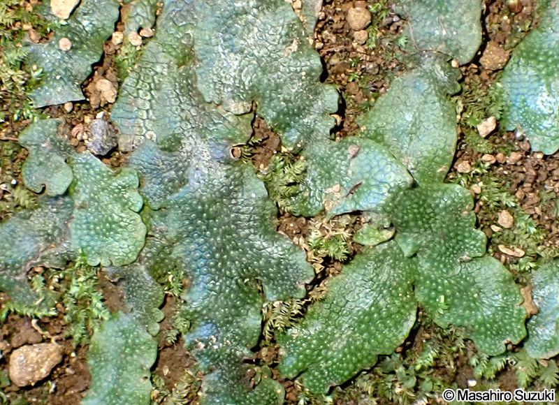 オオジャゴケ Conocephalum sp.