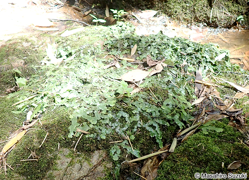 オオジャゴケ Conocephalum sp.