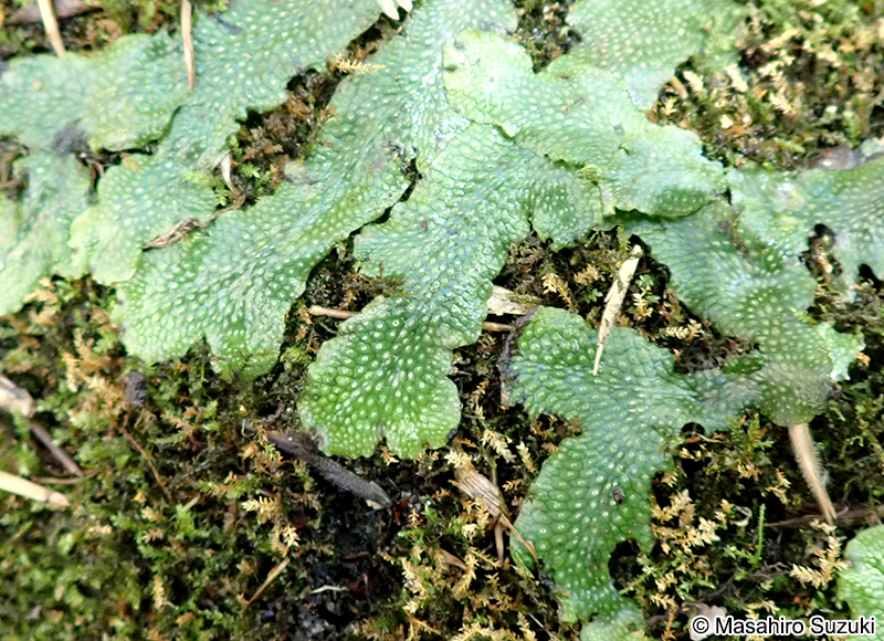 オオジャゴケ Conocephalum sp.