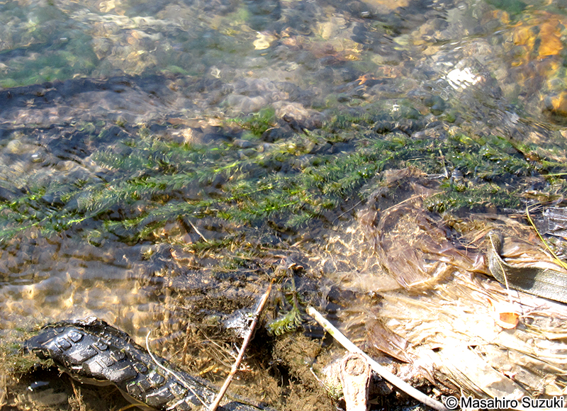 オオカナダモ Egeria densa