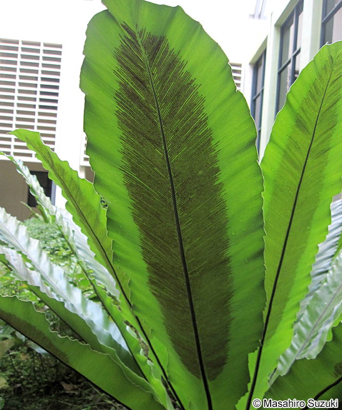 オオタニワタリ Asplenium