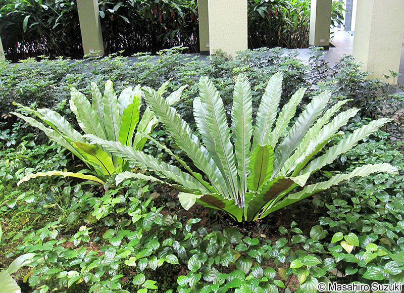 オオタニワタリ Asplenium