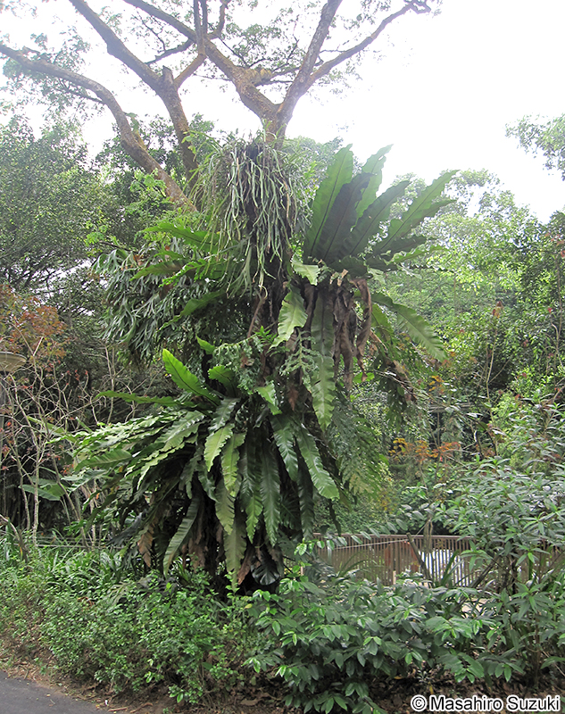 オオタニワタリ Asplenium