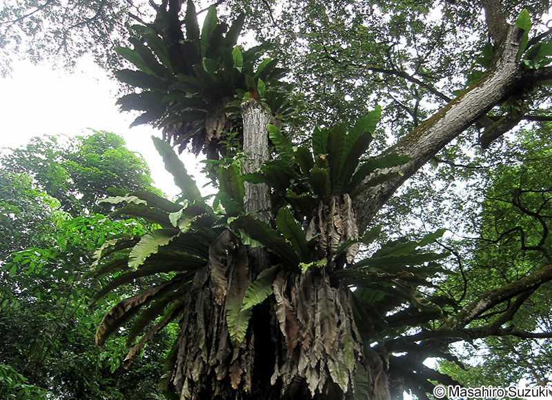 オオタニワタリ Asplenium