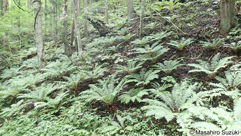 オシダ Dryopteris crassirhizoma