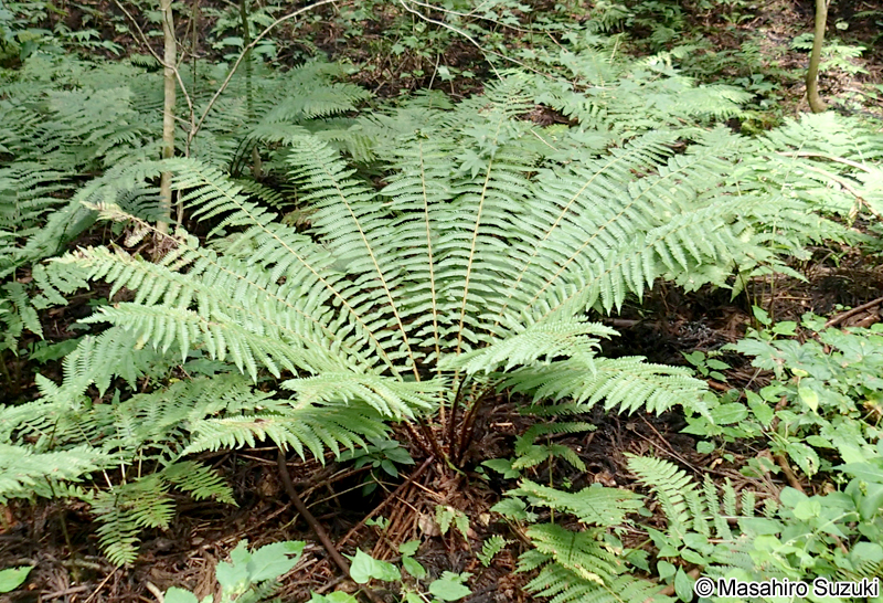 オシダ Dryopteris crassirhizoma