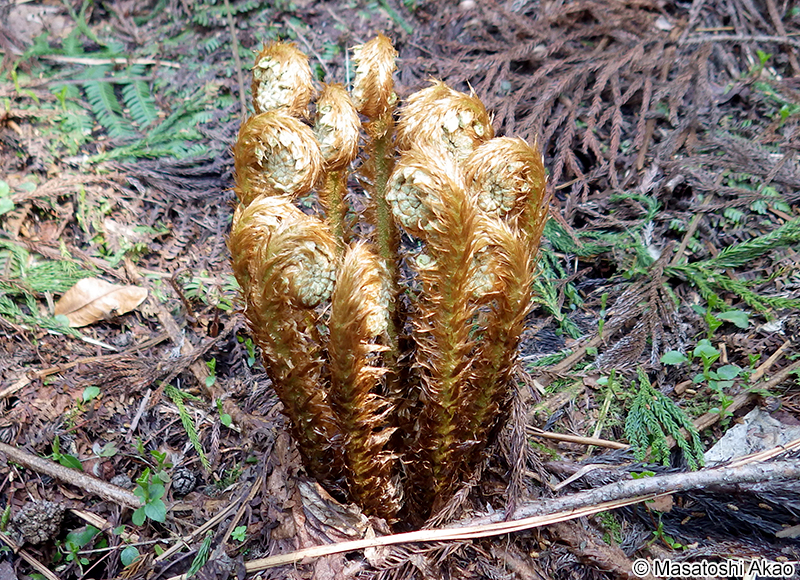 オシダ Dryopteris crassirhizoma
