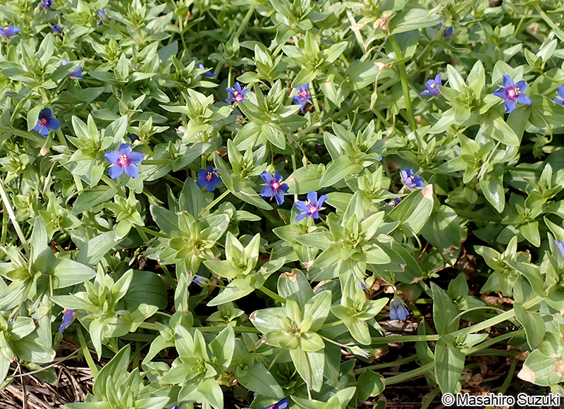ルリハコベ Lysimachia arvensis var. caerulea