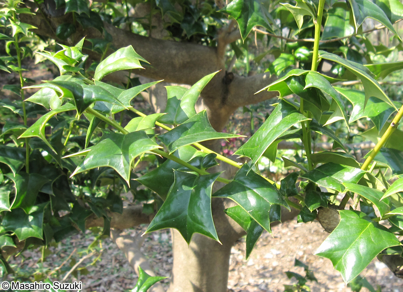 セイヨウヒイラギ Ilex aquifolium