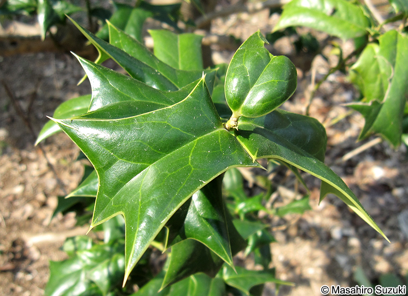 セイヨウヒイラギ Ilex aquifolium
