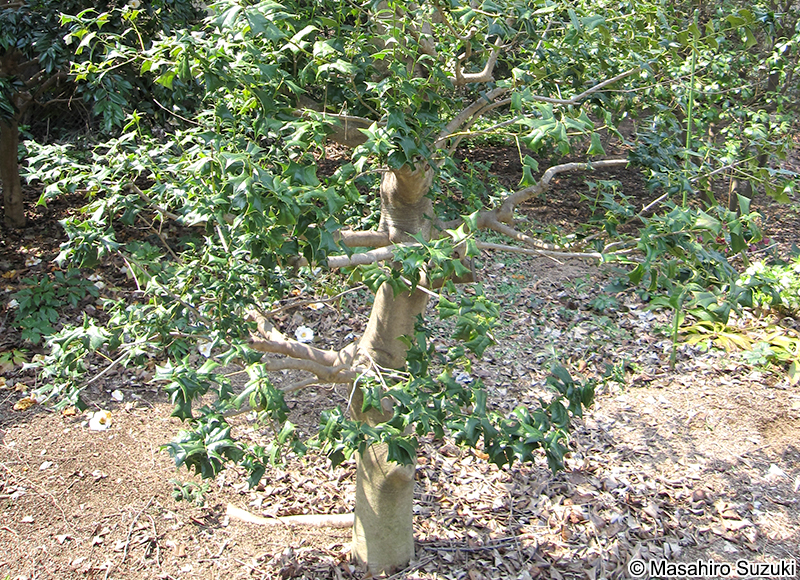 セイヨウヒイラギ Ilex aquifolium