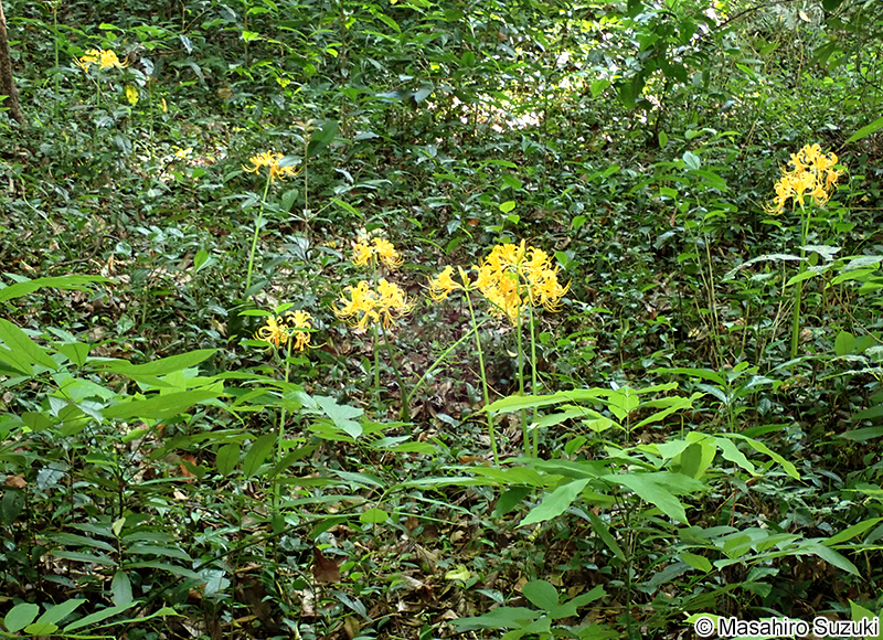 ショウキズイセン Lycoris traubii