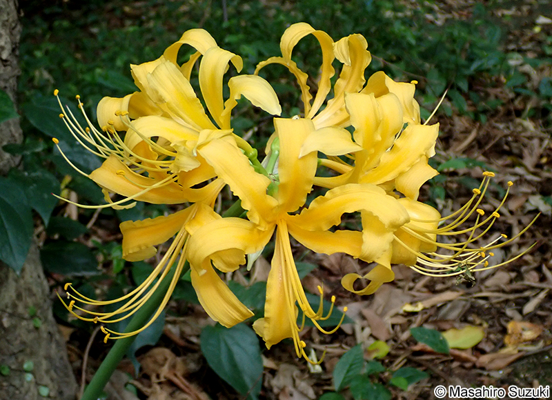 ショウキズイセン Lycoris traubii
