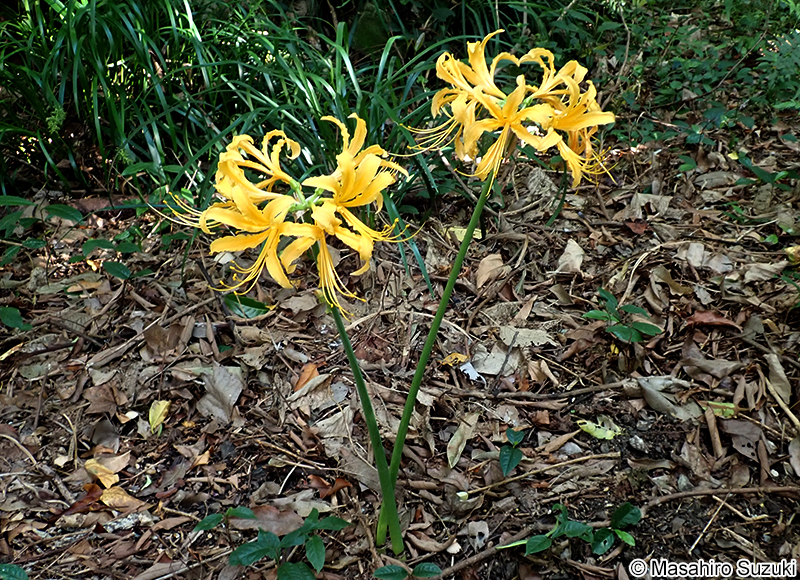 ショウキズイセン Lycoris traubii