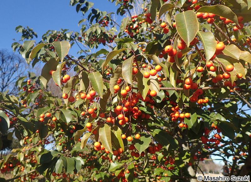 ソヨゴ Ilex pedunculosa