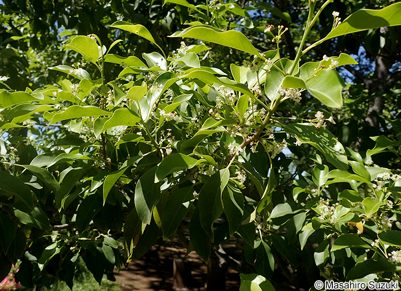 ソヨゴ Ilex pedunculosa