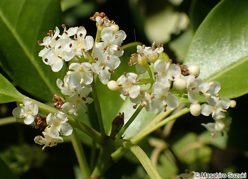 ソヨゴ Ilex pedunculosa